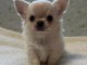 chiot chihuahua disponible pour adoption 