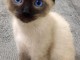 Adorable chaton ragdoll disponible 