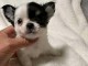 Magnifique chiot chihuahua disponible pour adoption 