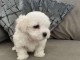 chiot bichon frisé femelle adorable 