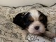 chiot cavalier king charle disponible 