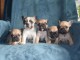 Adoption chiot bouledogue français 