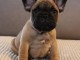 Magnifique chiot bouledogue français 