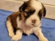 chiot Shih Tzu à donner 