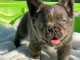 chiot bouledogue français aux yeux bleus 