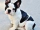 chiot bouledogue français disponible 