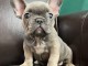 Adoption chiot bouledogue français 