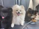 chiot spitz nain disponible 