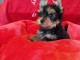 Adorable chiot Yorkshire terrier 