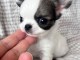 chiot chihuahua adorable 