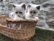 Magnifique chaton ragdoll LOOF 