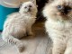 Je donne chaton ragdoll 