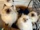 Dons chatons ragdoll disponible 