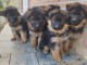 chiot berger allemand disponible 