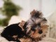 Chiot Yorkshire terrier disponible 