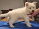 chiot berger blanc suisse lof mâle à donner 