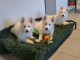 Adoption chiot berger blanc suisse lof 