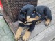 Chiot rottweiler à donner 