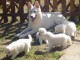 chiot berger blanc suisse lof adorable 