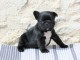 chiot bouledogue français à donner adorable 