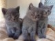 Annonce chatons chartreux à donner 