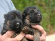 chiot berger allemand lof disponible 