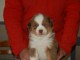 chiot berger australien disponible 