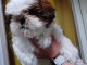 chiot Shih Tzu race pure 