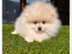 Magnifique chiot spitz allemand 