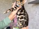 Adorable chaton Bengal à donner 