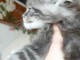 adoption chatons maine coon adorable 