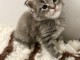 Adoption chatons maine coon 