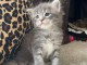 Chaton Maine coon adorable 