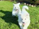 Chiot berger blanc suisse à donner 