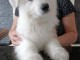 Chiot berger blanc suisse a donner 