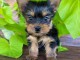 chiot Yorkshire terrier mâle et femelle à donner 