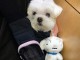 chiot bichon maltais à adopter 