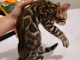 Chaton Bengal à donner urgent 