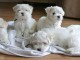 chiot bichon maltais a adopter 