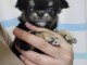 chiot chihuahua disponible femelle 