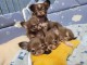 Chiot chihuahua chocolat a donner urgent 