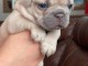 chiot bouledogue français disponible 