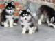 chiot pomsky a donner 