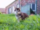 magnifique chiot pomsky 