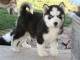 chiot pomsky mâle disponible 