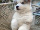 chiot pomsky femelle disponible 