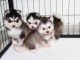 adoption chiot pomsky 