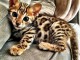 Chaton Bengal pour adoption 