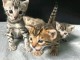 Adorable chaton Bengal pour adoption 