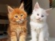 Chatons maine coon adorable 